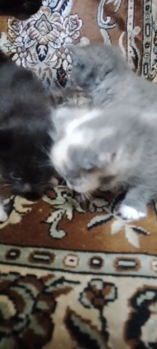 Котята в добрые руки.