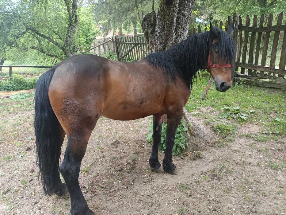 Vând iapa de 5 ani