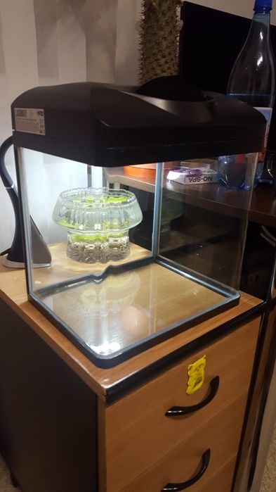 Acvariu sticla colectie cu capac