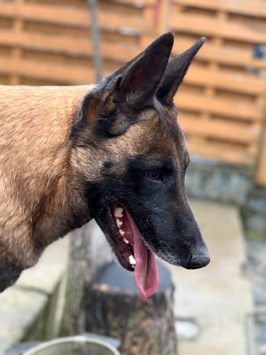 Femela ciobănesc belgian Malinois