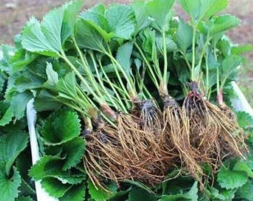 Продаётся Рассады Клубника с хорошим запхам и не павтариями вкусам