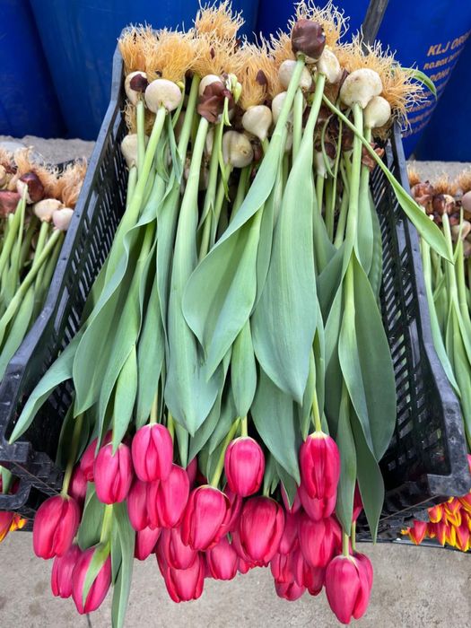 8 марта, тюльпаны по договору оптом