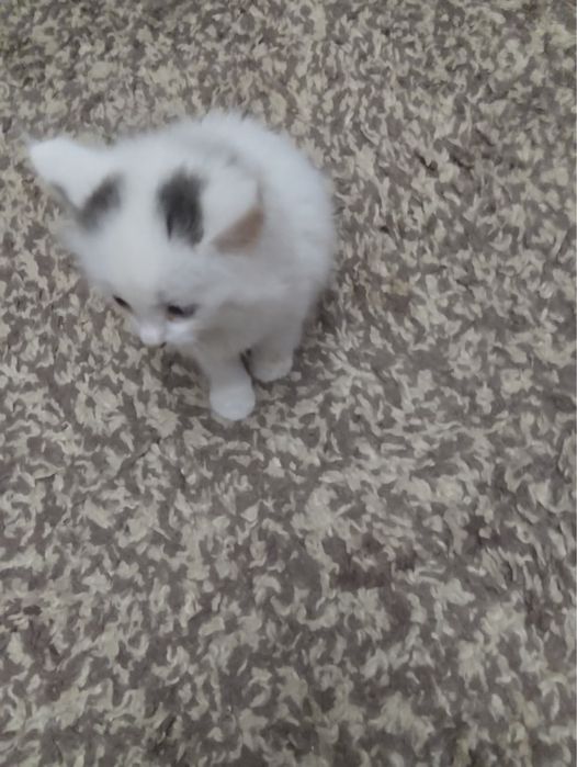 Котята ищут хозяев