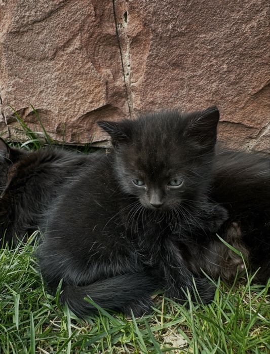 Котята ищут свой дом!