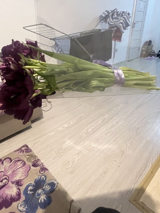 Голландский тюльпан 16 штук