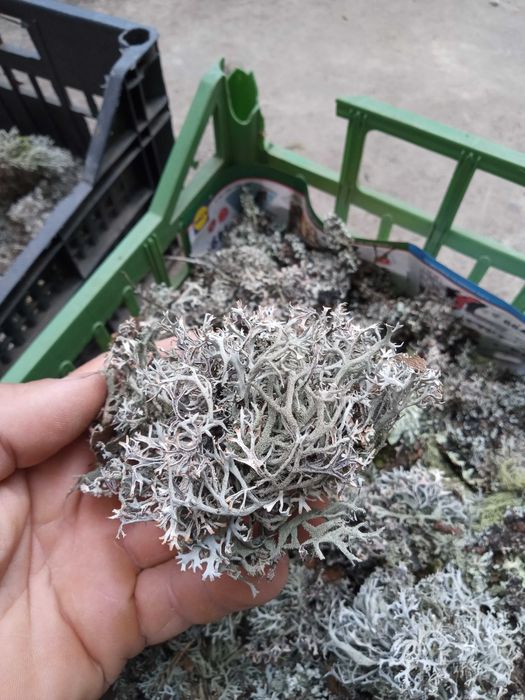 Lichen de prun Evernia prunastri/Lichen de piatra/Lichenul renilor