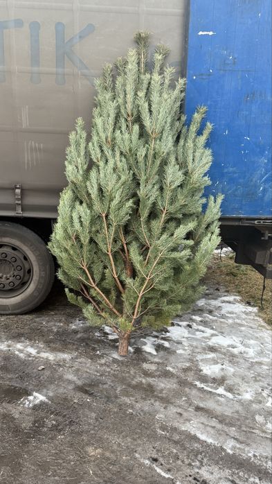 Елка сосна новогодняя оптом