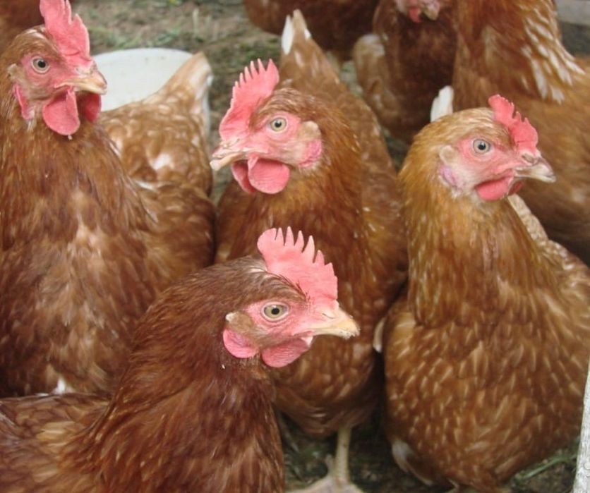 Куры несушки Ломан браун