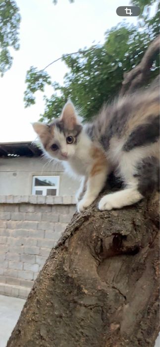 Домашний кошка Отдам даром Mushuk