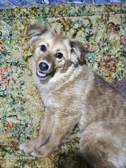 Щенок 6месяцев.Девочка.