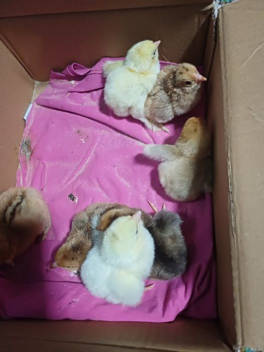 Продается куринные цыплята здоровые домашние..