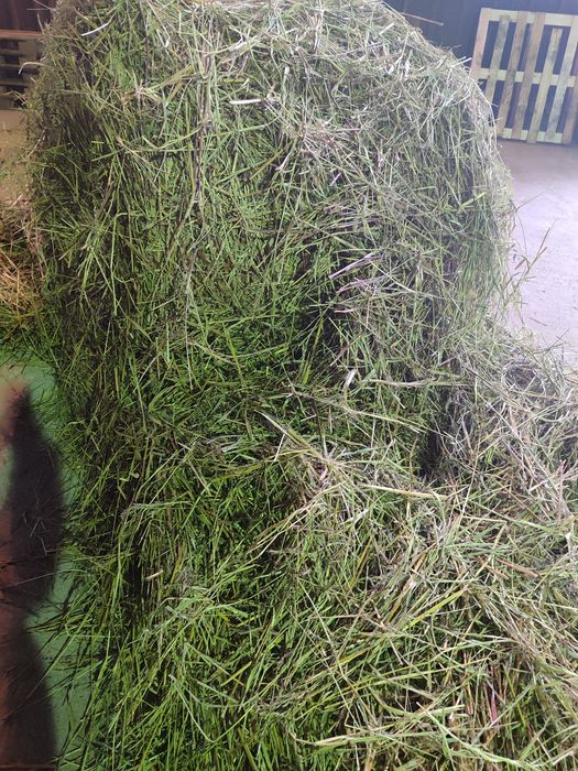 Сено  в мешках пр.Назарбаева !