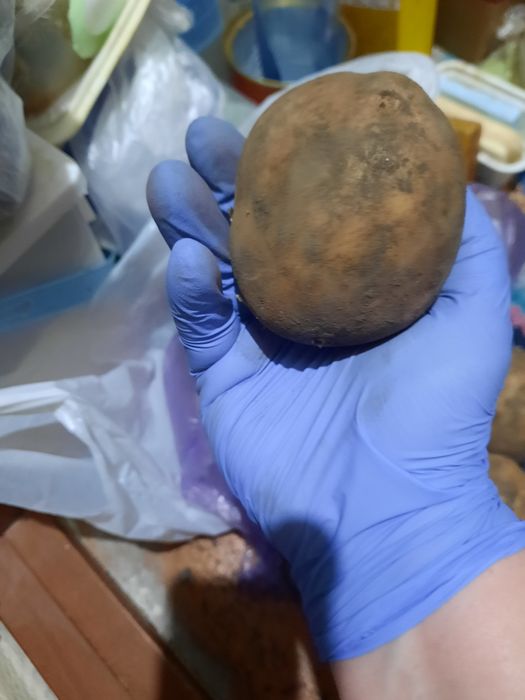 Продам домашний картофель