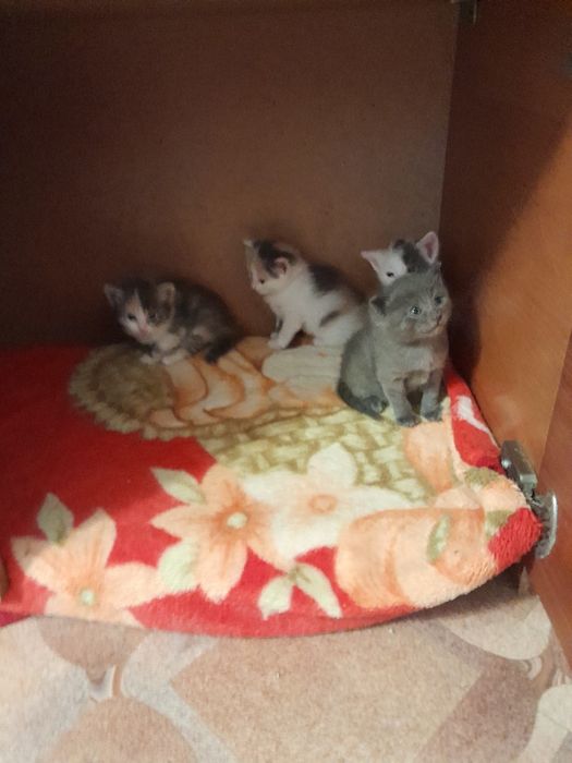 Пирожочки в добрые руки