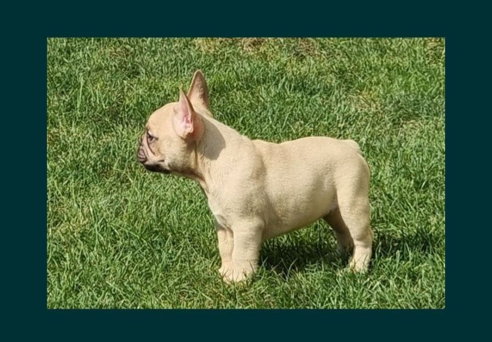 Bulldog francez femela pedigree