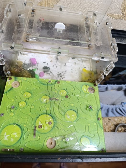 Формикарий с колонией муравьев