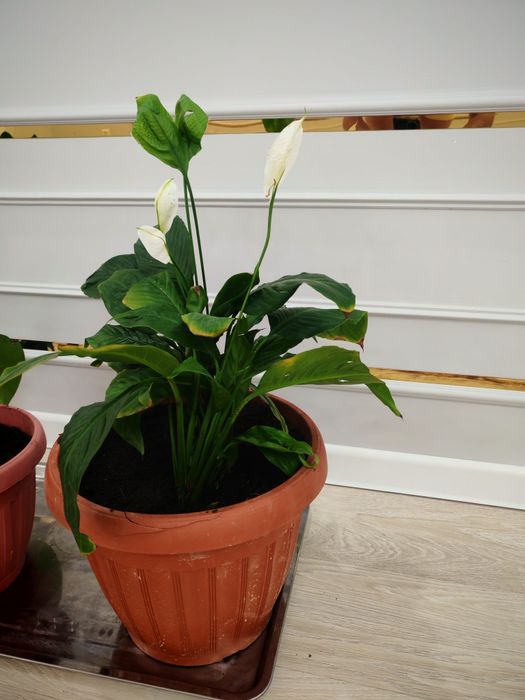 Домашние цветы продаётся, гүлдер сатылады.