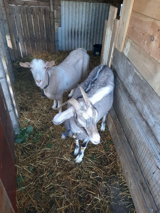 Vînd capre anogulbiană cu sannia