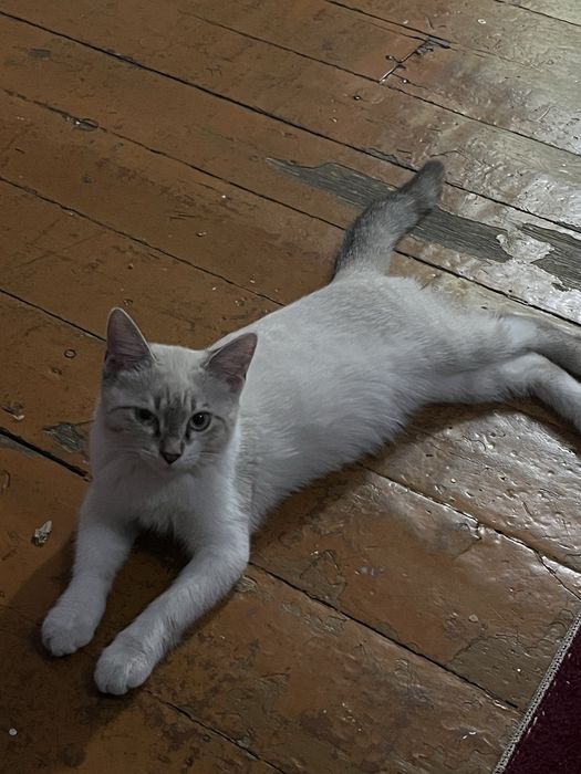 Отдам в добрые руки кошку