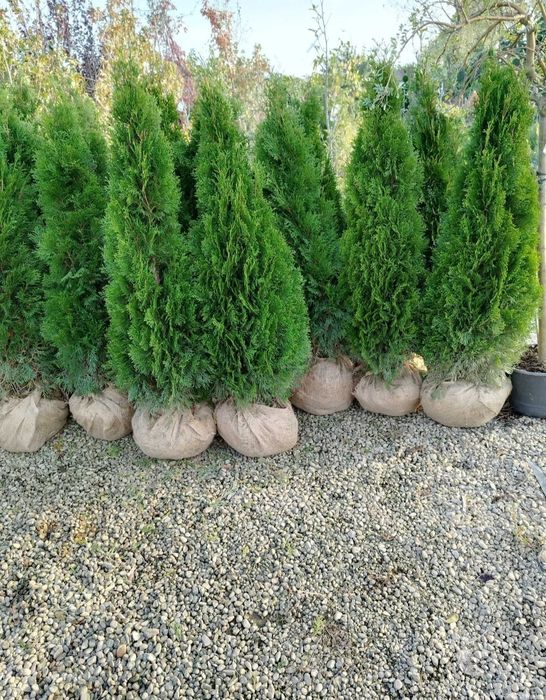 Cupressus leylandii - tuia smaragd ( thuja ) înălțime 1.6m - 1.8m