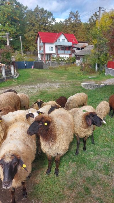 Se vând oi gestante