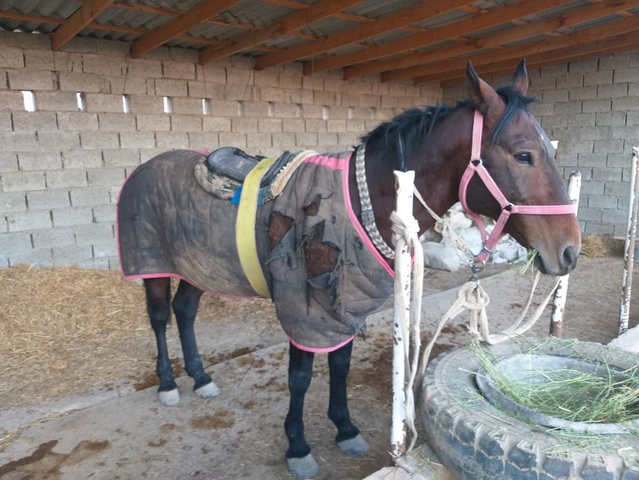 Ot sotladi yoshi 11 da