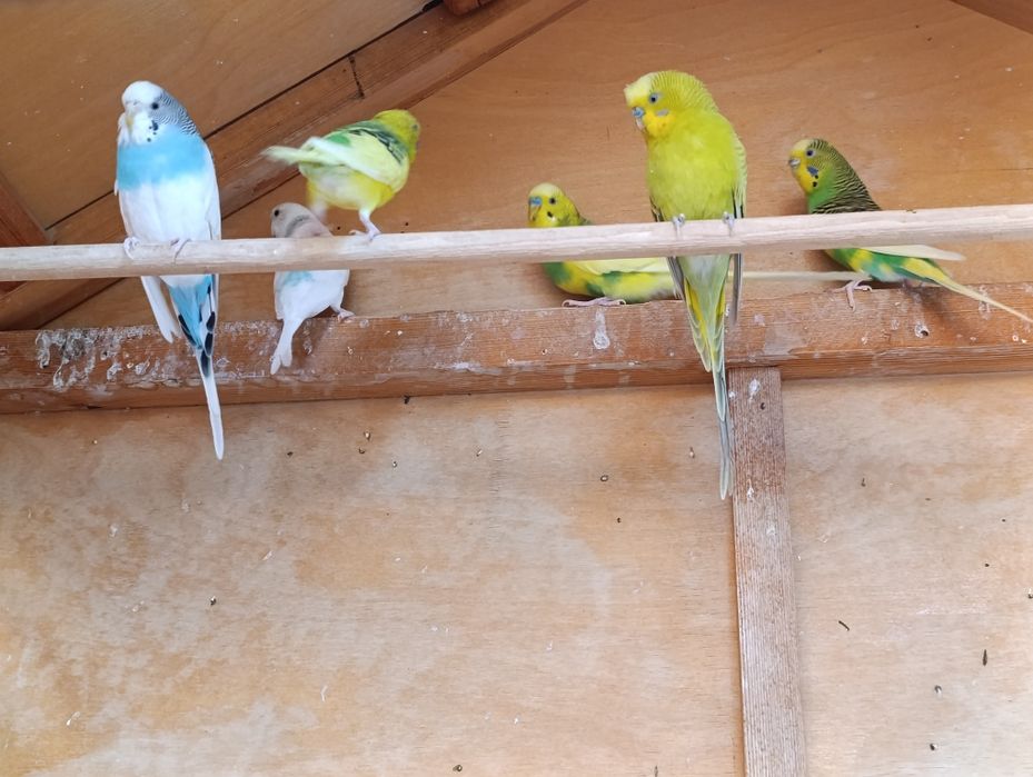 Qushlarga kafolat beraman