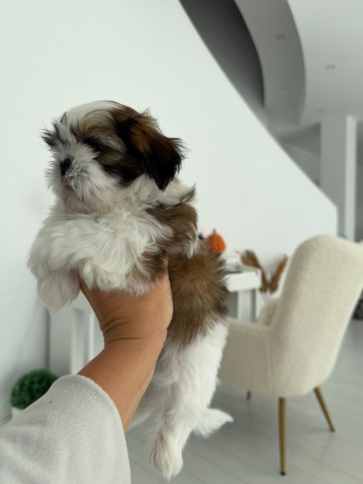 Shih tzu pui cu carnet de sanatate si vaccin de talie mica