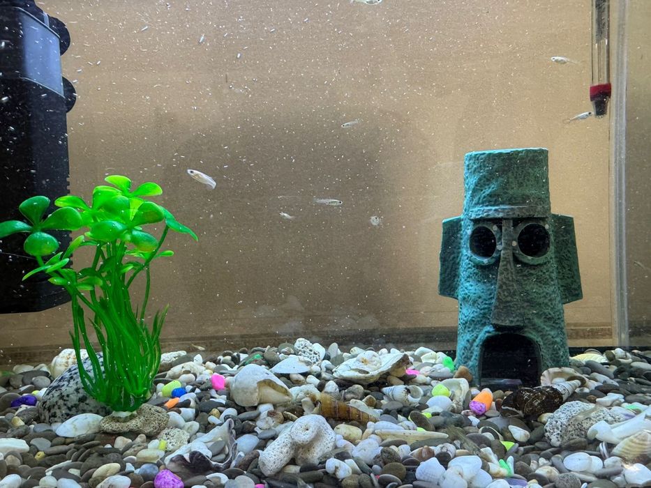 Аквариум и всё что в нём