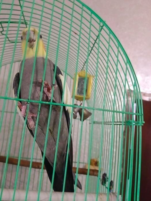 Попугай корелла продам