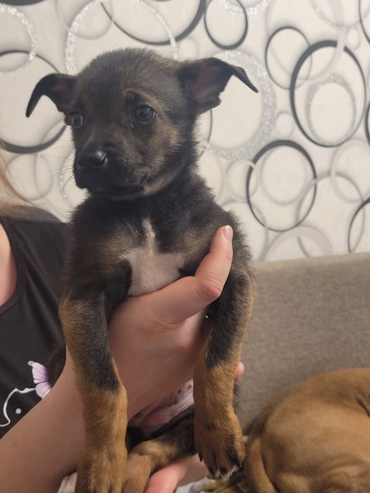 Отдаю щенка девочку