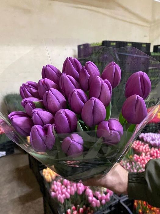 Тюльпаны 8 марта Рудный