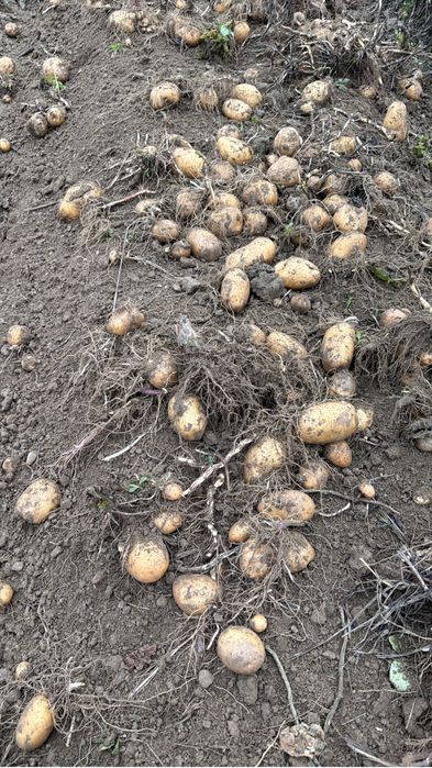 Cartof alb consum soi riviera