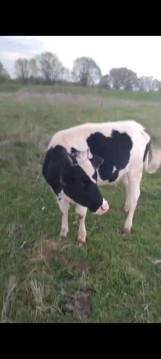 Корова голштейн тана