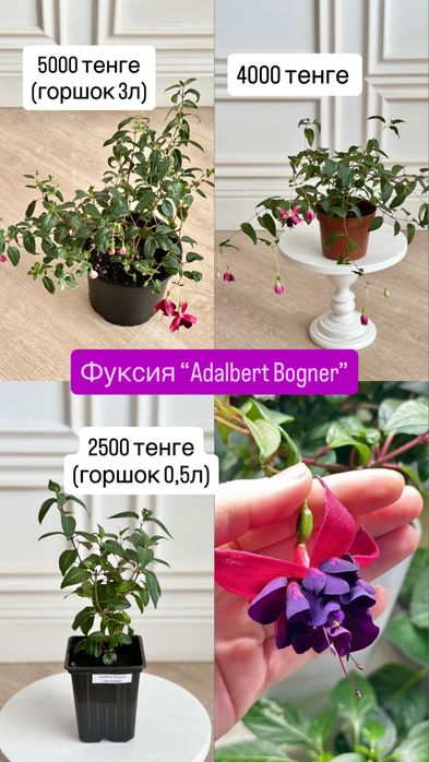 Черенки сортовых махровых фуксий
