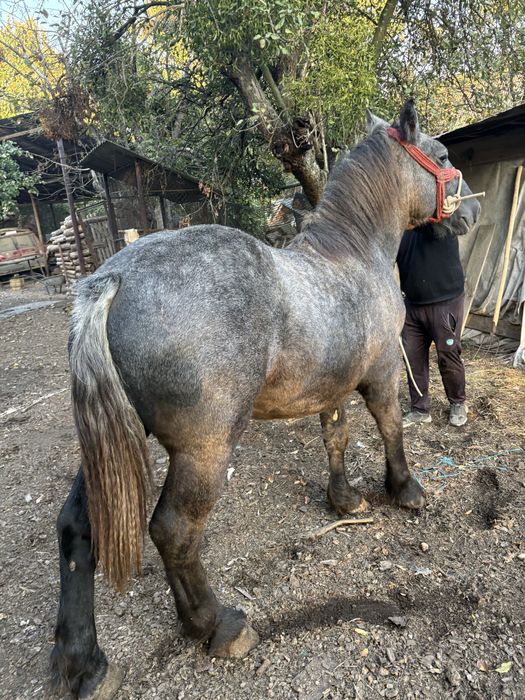 Manz sur de vanzare sau schimb cu orice