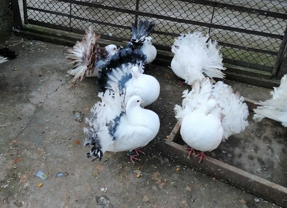 Vand porumbei voltati