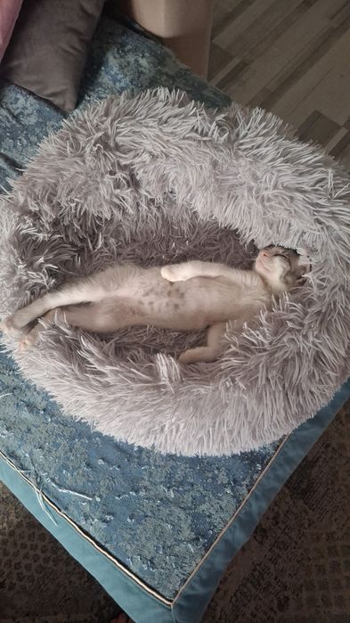 Отдам в хорошие руки. Семена