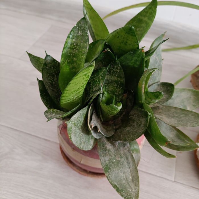 Кактусы хлорофитум сансевьера