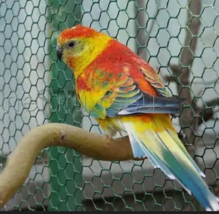 Papagal cântător masculi