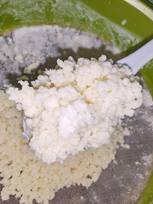 Ciupercă tibetană de chefir