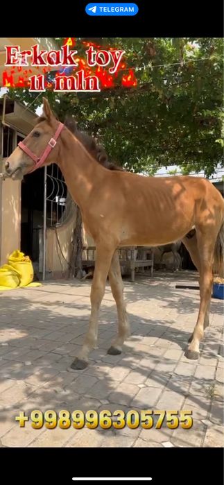 Qirgiz toy ot lar sotiladi