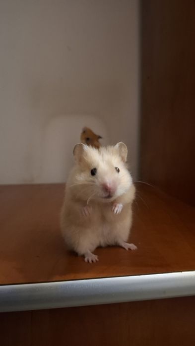 Hamsterii de vânzare