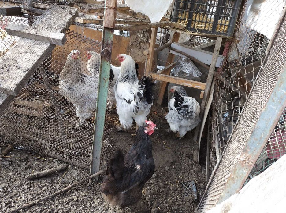 Продам петухов и кур
