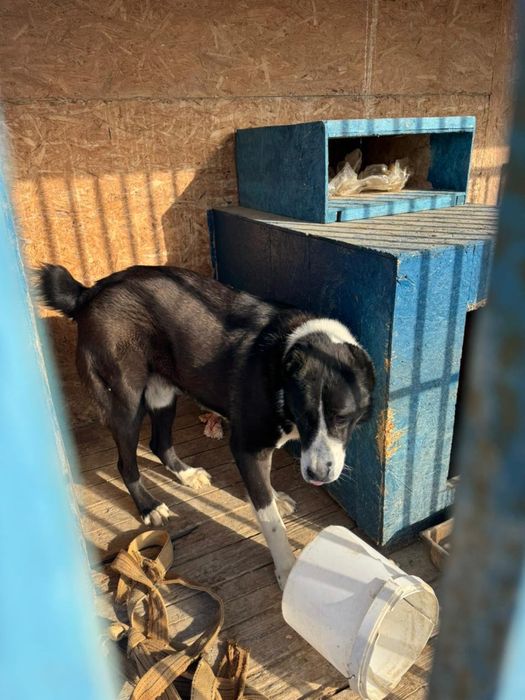 Алабай 1 год