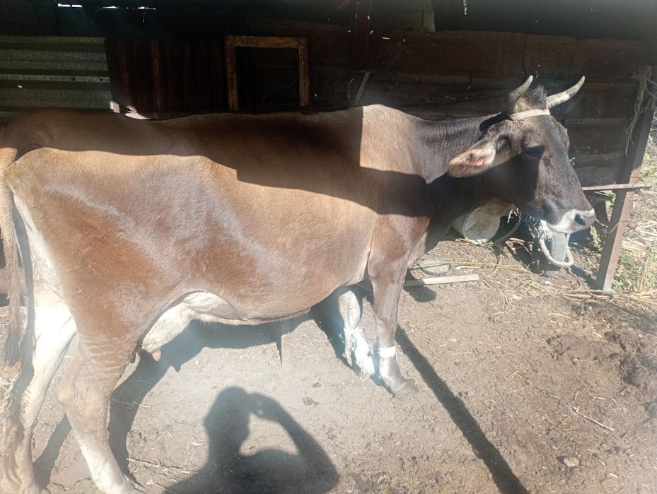 Продам Корову Алатау
