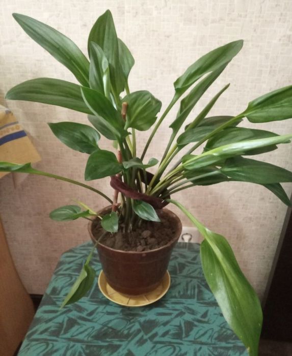 Дримиопсис и алоэ многолетний