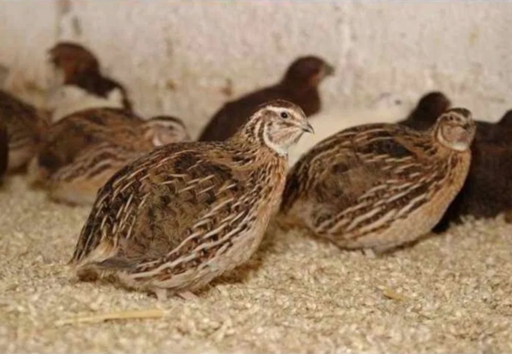 Yapon manjur horozlari