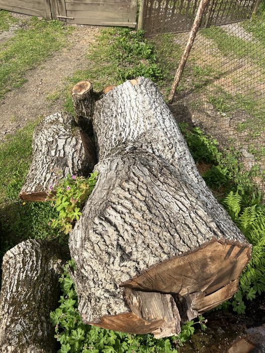 Поваляне на опасни дървета