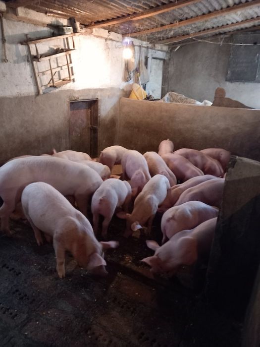 Продавам прасета